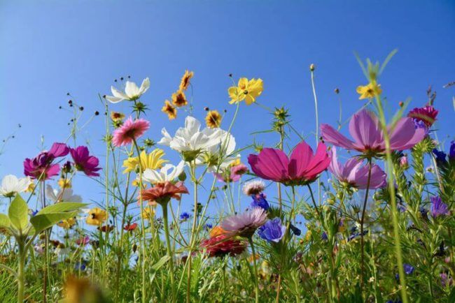 Ayurveda Tipps Frühling & Sommer