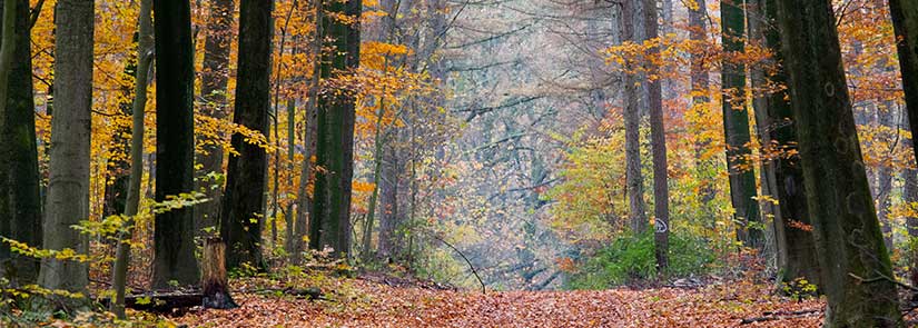indian-summer-schwarzwald